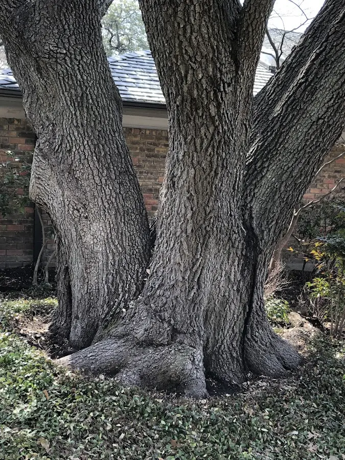 Mature heritage tree close to a Melrose property cared for by certified arborists