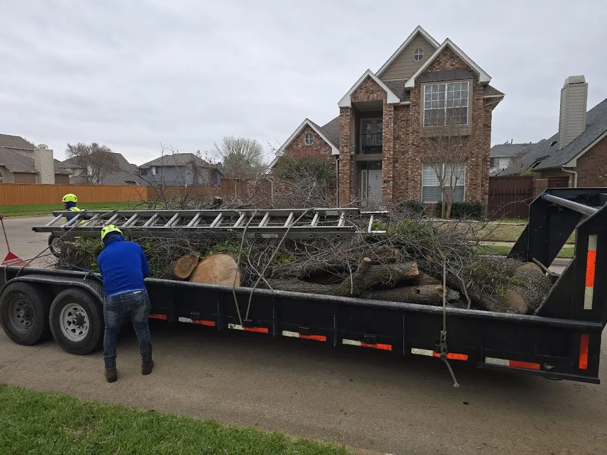 Expert Tree Pest Control with proper safety equipment in Melrose